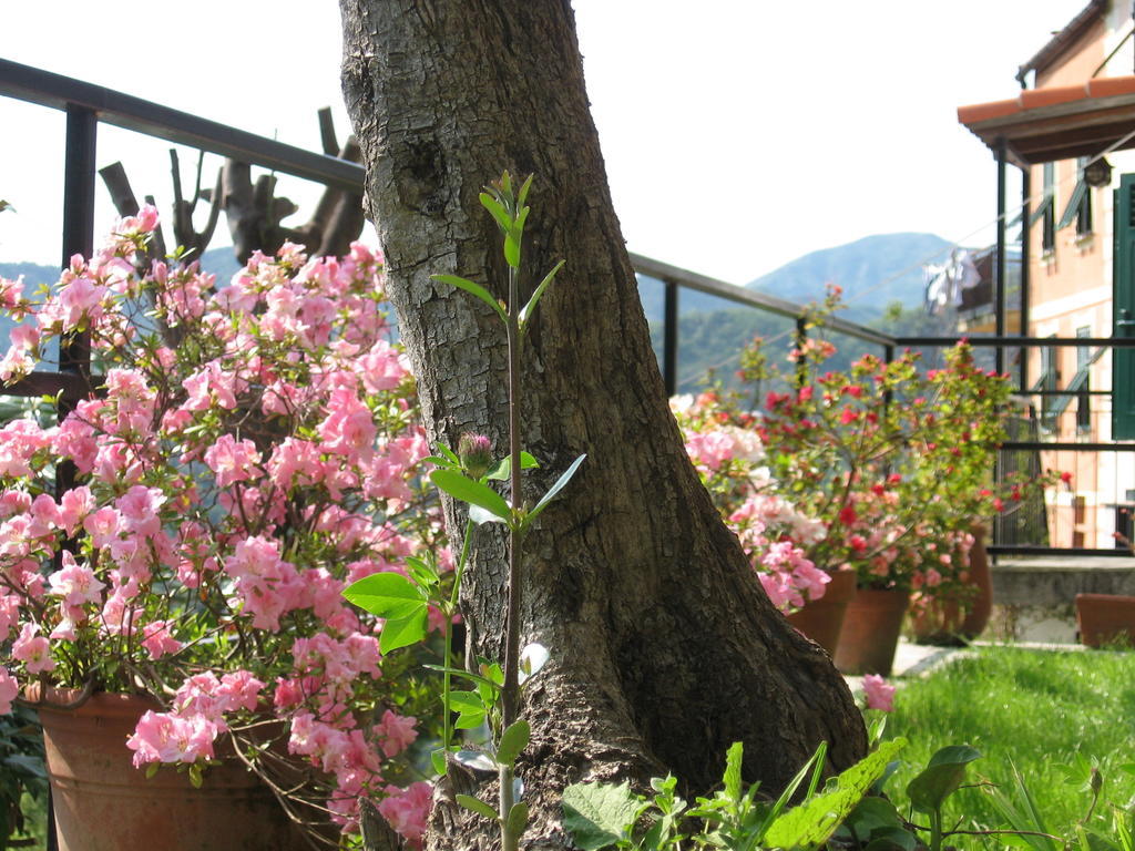 B&B I Glicini Vescina Exterior photo